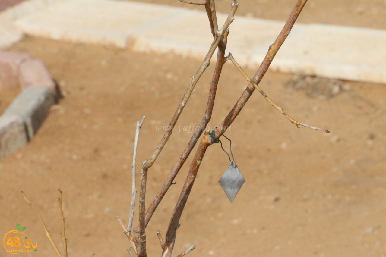 trees on tasoo (11).jpg